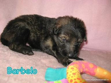 Barbelo, 3 weken oud